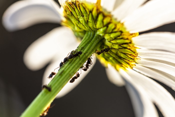 Fourmis sur une fleur de pissenlit photographiée d'en bas