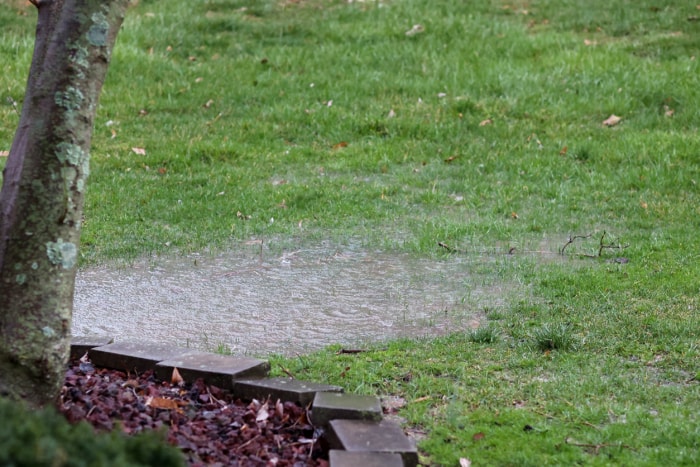 pelouse avec aménagement paysager et arbre et une flaque d'eau de pluie