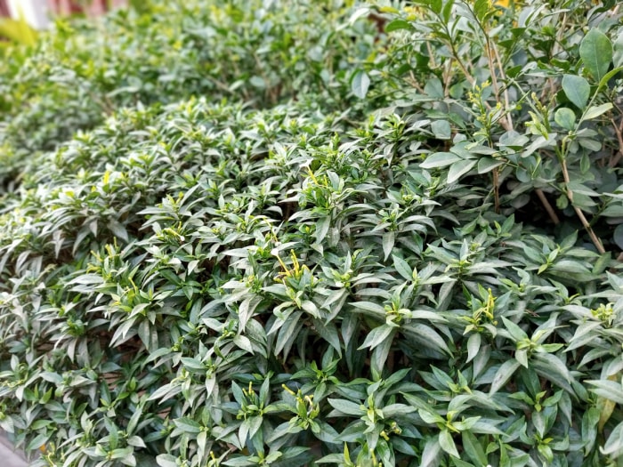 Belle plante de sarcococca hookeriana avec des fleurs