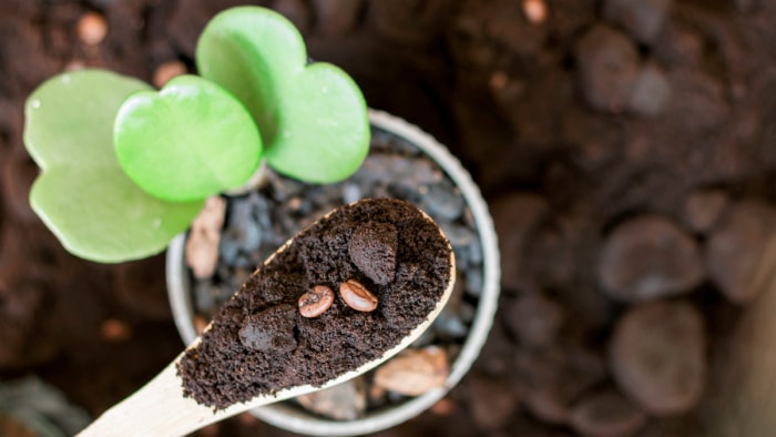 Utiliser du marc de café pour fertiliser les plantes