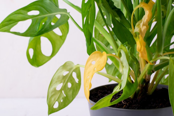 Masque de singe Monstera aux feuilles jaunes. Mauvais entretien de la plante d'intérieur. Parasites, arrosage excessif ou pourriture des racines