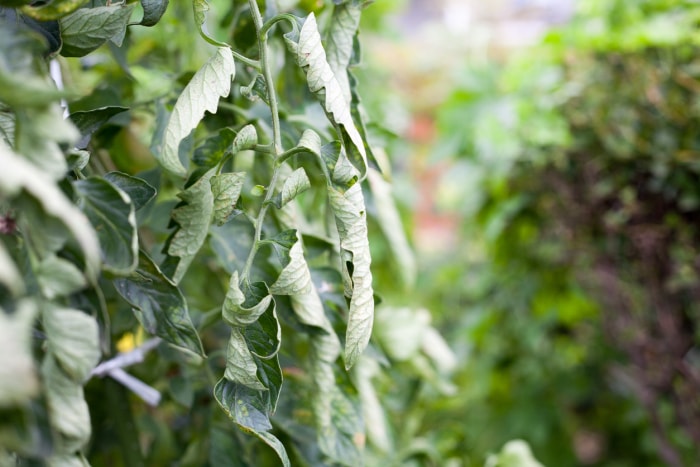 Problèmes des plants de tomates : enroulement des feuilles