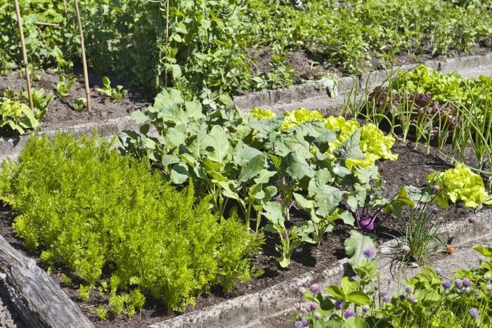 Gros plan sur une variété de légumes poussant dans un potager.