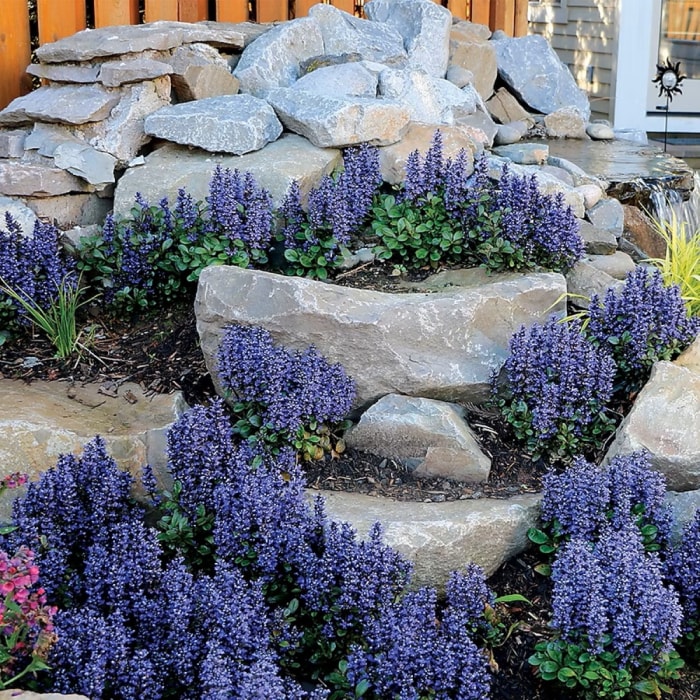 Bugleweed cultivé entre les pierres du paysage