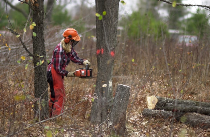 Une personne portant des jambières de tronçonneuse et sciant un arbre