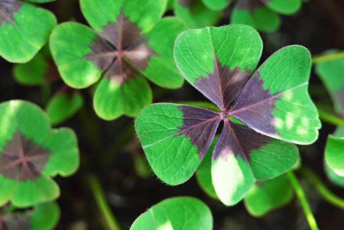 Feuilles d'Oxalis tetraphylla 'Croix de fer&#039 ; pourpres à vertes de près