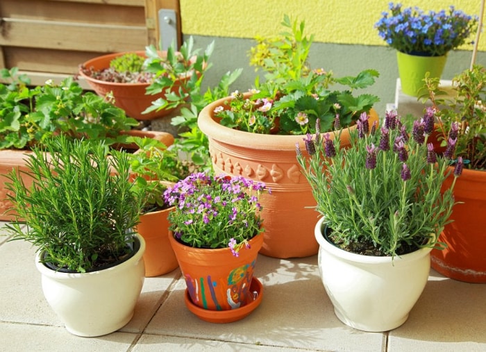 7 herbes qui nettoient la maison