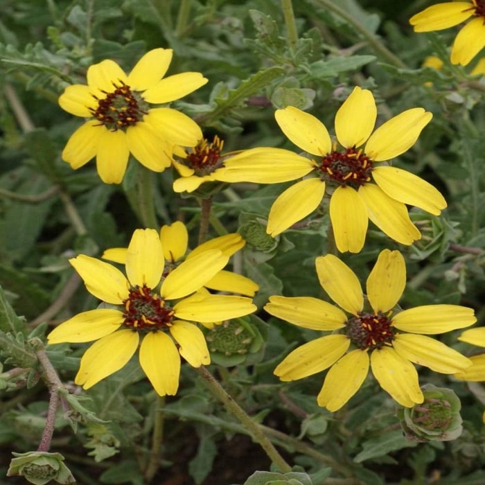 gros plan sur des fleurs aux pétales jaunes