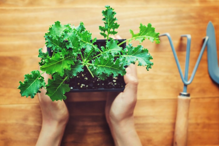 La ferme de 12 pouces : 12 aliments que vous pouvez facilement cultiver dans des conteneurs