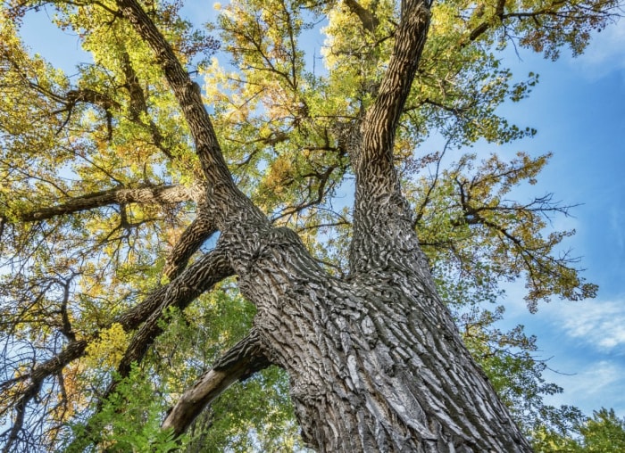 10 arbres qui causent des problèmes dans votre jardin