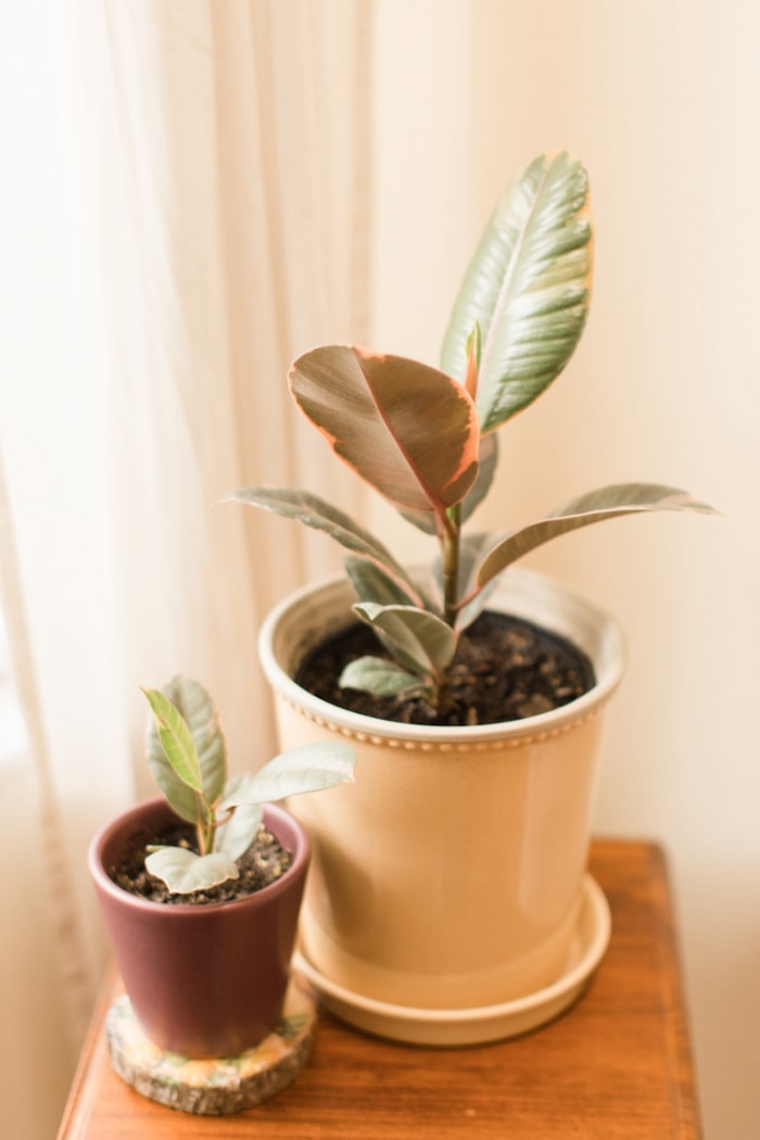 soins des plantes à caoutchouc