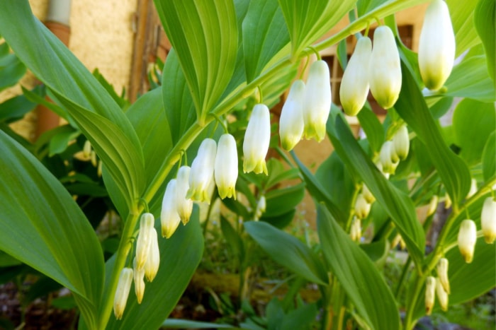 plantes résistantes aux lapins