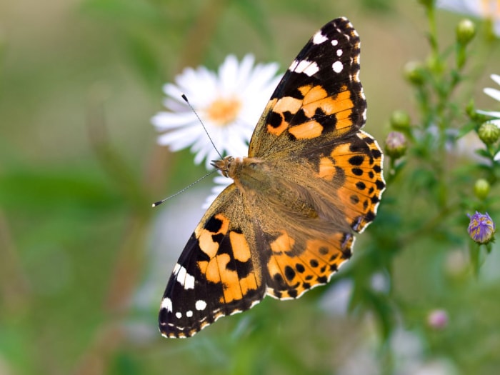 types de papillons