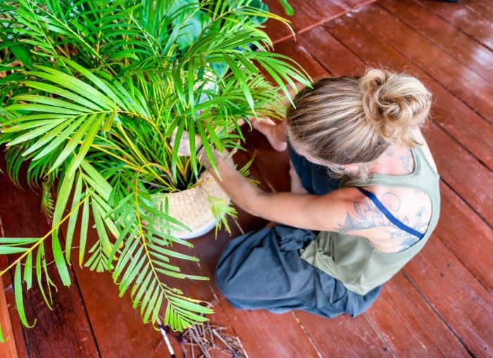 10 arbres qui tolèrent une faible luminosité en intérieur