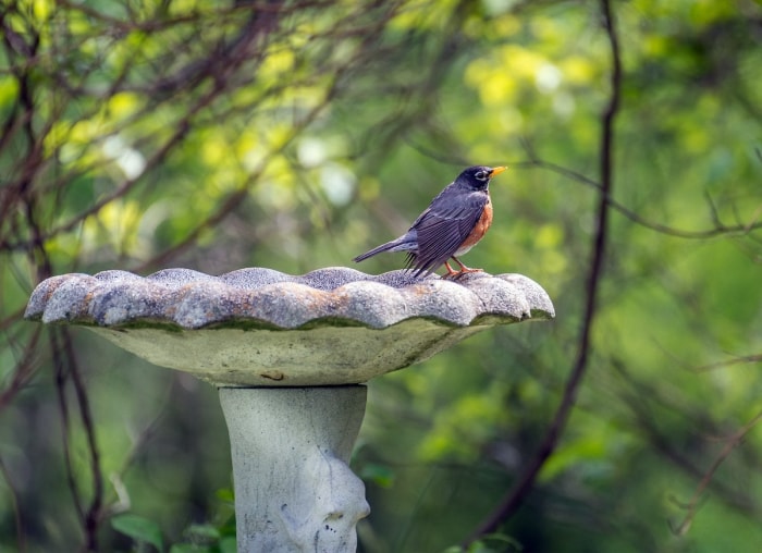 10 façons de laisser la nature faire le travail de jardinage à votre place