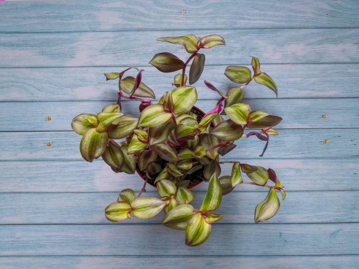 Plante de 1 pouce avec des feuilles principalement vertes avec des bords rouges dans un pot posé sur un fond en bois bleu.