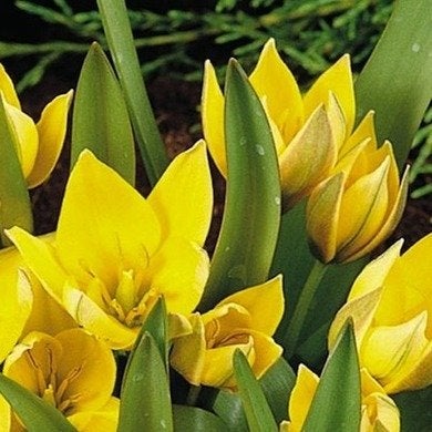 Tulipes botaniques : Joyaux du jardin