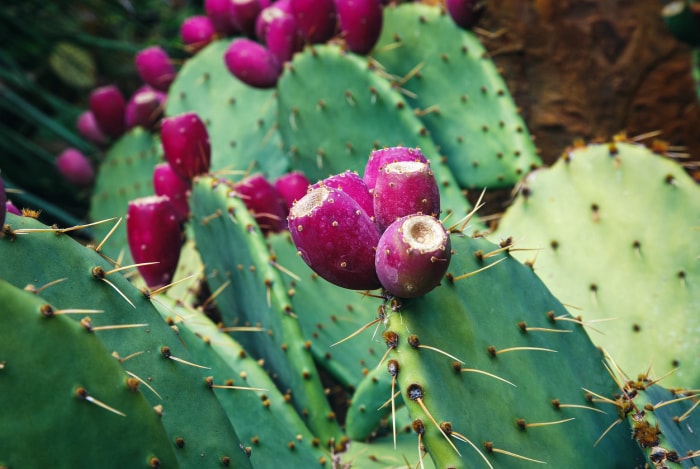 plantes en voie de disparition