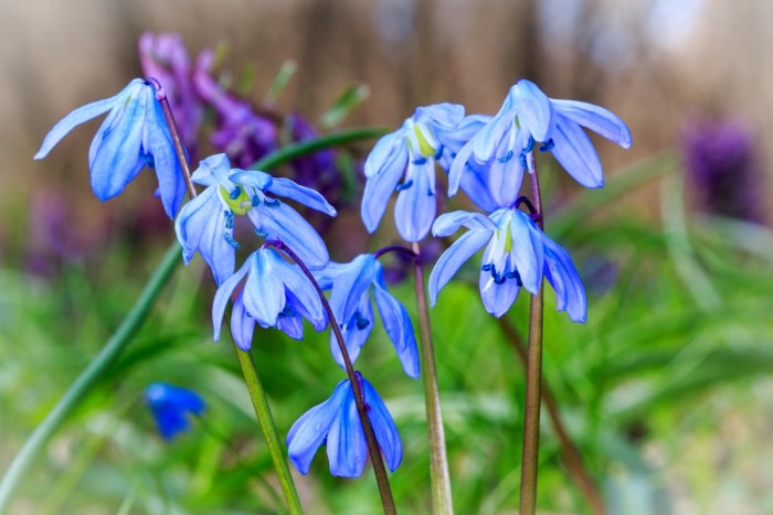 Fleurs bleues en forme d'étoile