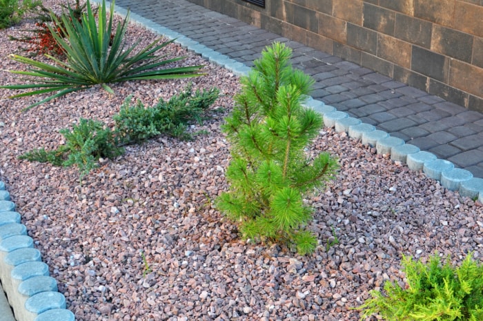 Aménagement paysager en gravier avec plantes