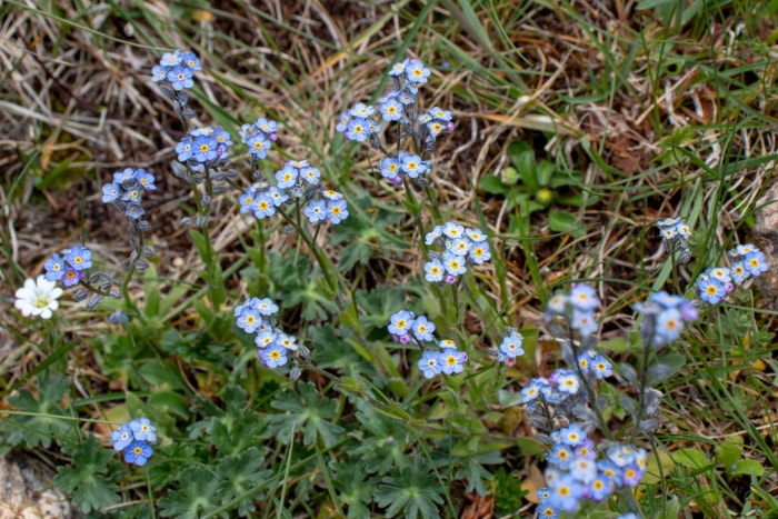 fleurs d'ombre