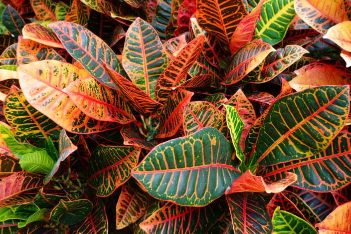 Jaune brillant et rouge dans les feuilles d'une plante Petra Croton.