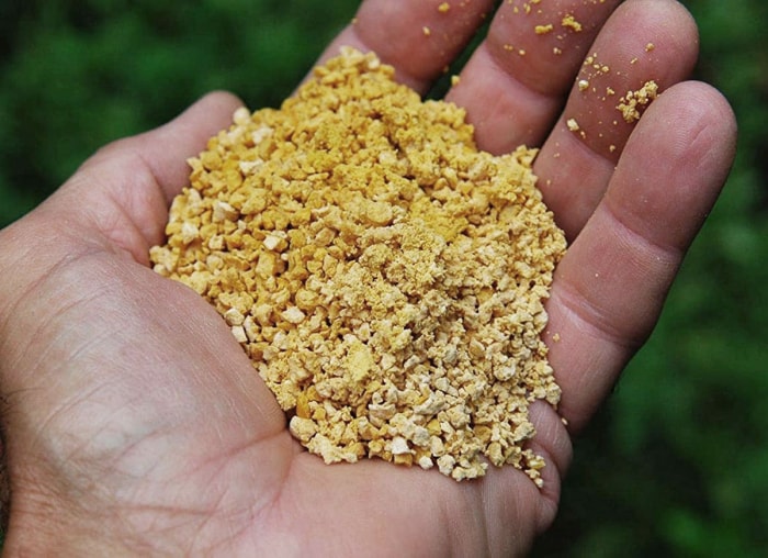 Une personne tient dans sa main de la farine de gluten de maïs pour tuer le trèfle.