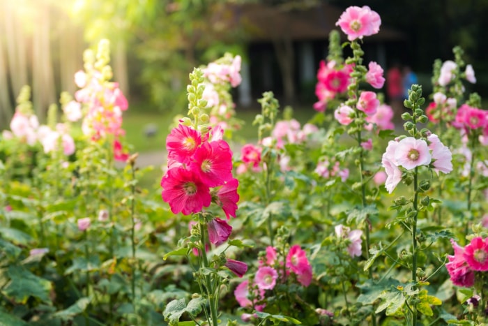 Un champ de fleurs de roses trémières roses et blanches.