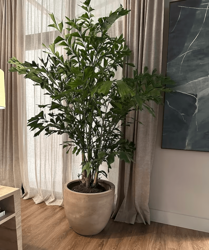 Un grand palmier à queue de poisson en pot comme plante d'intérieur dans une maison.