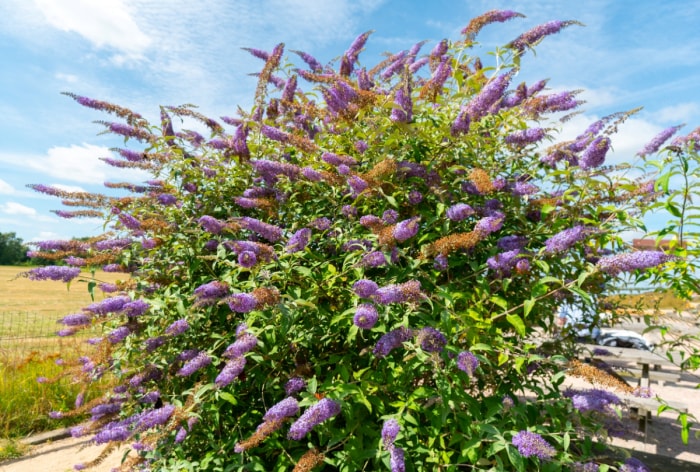 Grand buisson avec des fleurs coniques violettes