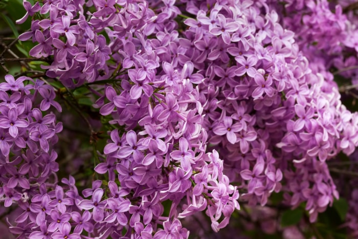 variétés de lilas