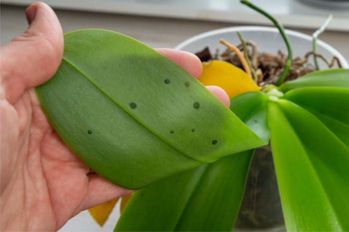 signes d'arrosage excessif des plantes