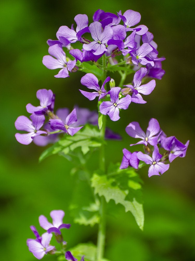 Les 15 pires plantes envahissantes d'Amérique