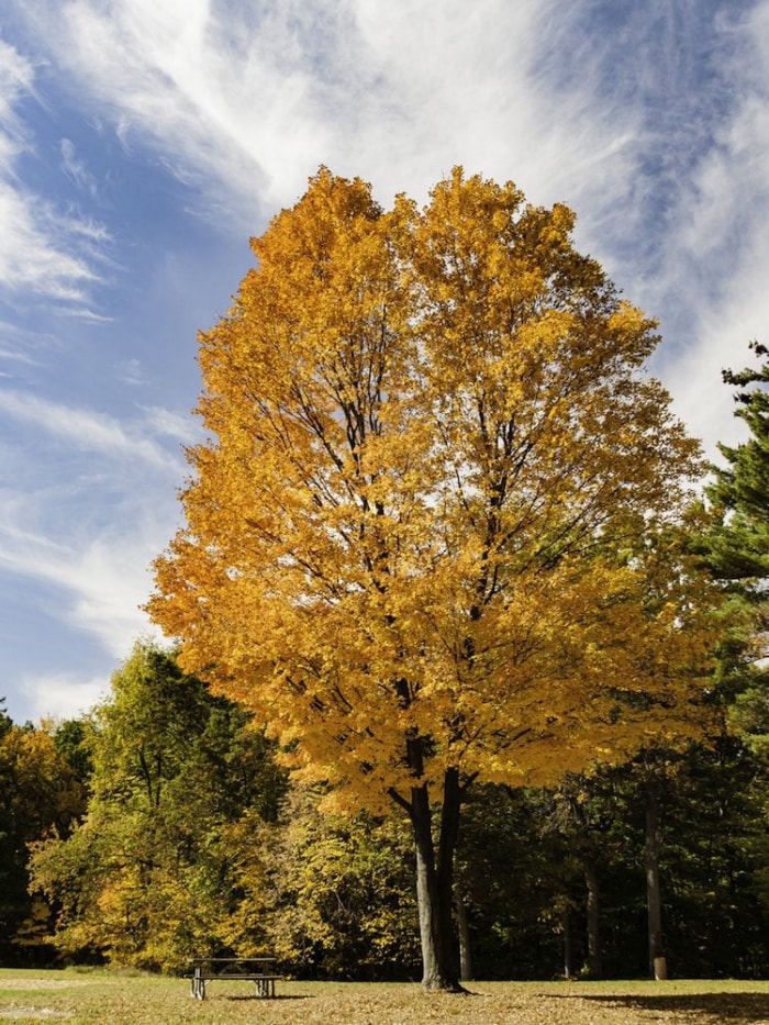 Les meilleurs arbres à planter pour le feuillage d'automne