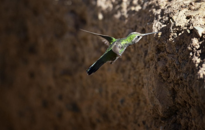 faits sur les colibris