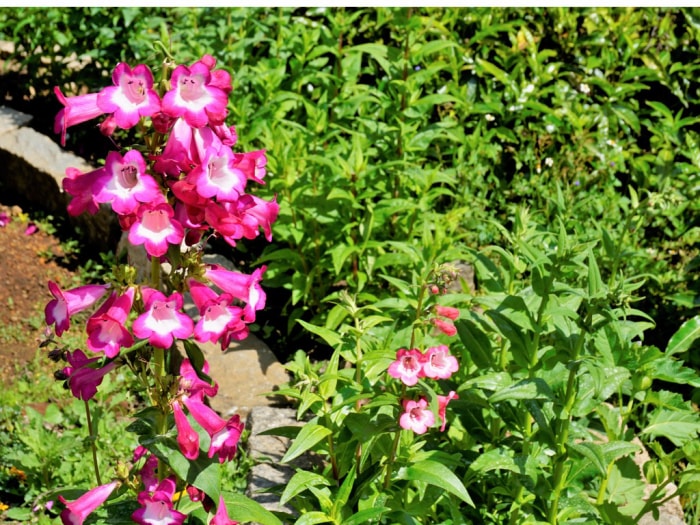 iStock1408265100 Couleur Pantone beautiful-flowers-of-penstemon.jpg