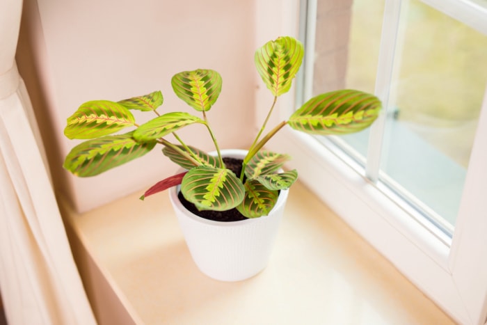 Plante de prière en pot sur le rebord de la fenêtre