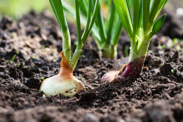 plantes répulsives contre les serpents oignon