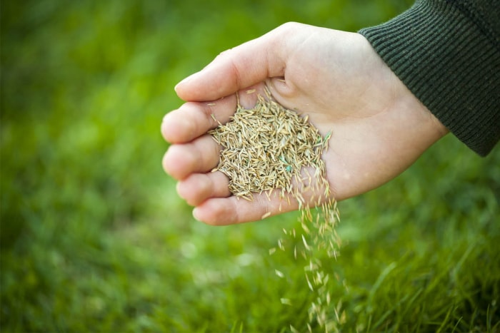 Combien de temps faut-il pour que l'herbe pousse après avoir planté la graine