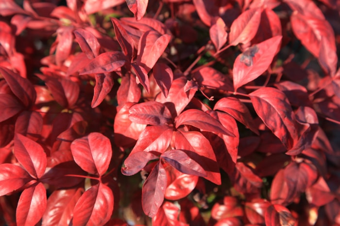 Vue rapprochée d'un groupe de feuilles de Nandina rouge vif.