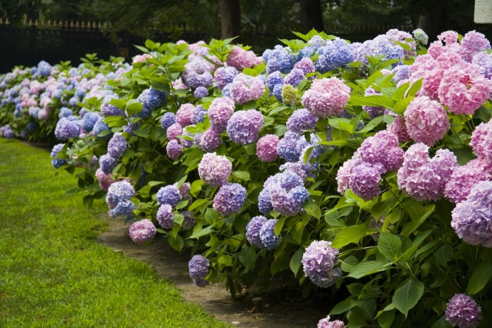 Haie d'hortensias colorée poussant dans un paysage domestique.