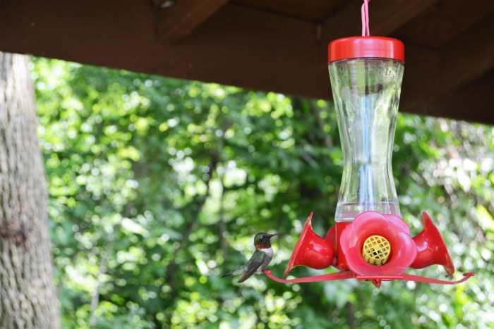 Comment éloigner les abeilles des mangeoires à colibris