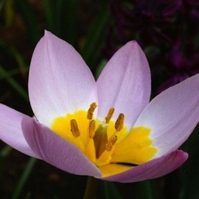 Tulipes botaniques : Joyaux du jardin