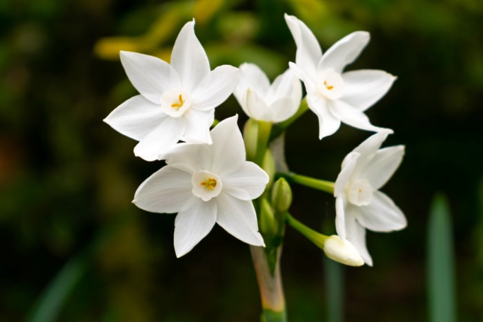 Fleurs blanches en papier.