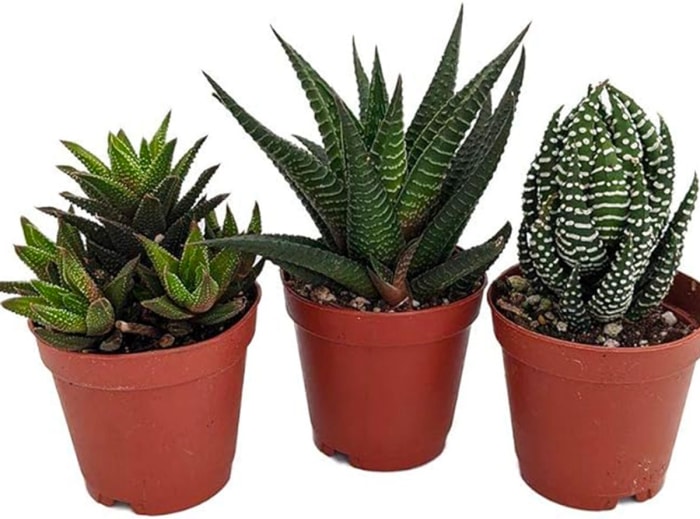 Trois petites plantes d'Haworthia en pot pour un terrarium.