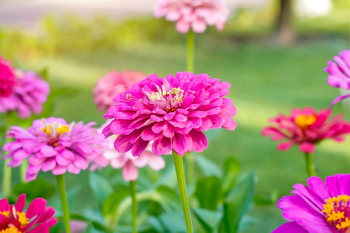 fleurs qui attirent les papillons - zinnia