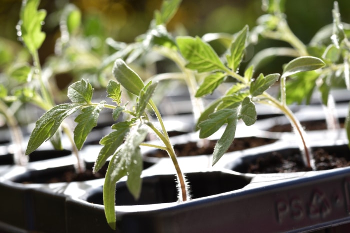 Un plateau de plants de tomates, certains penchés.