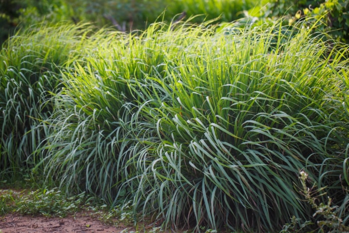 plantes répulsives contre les serpents citronnelle