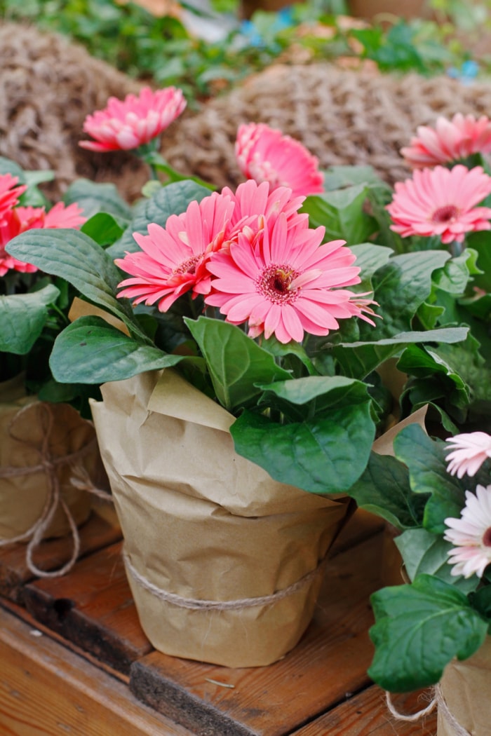 Plante de fleurs roses en pot