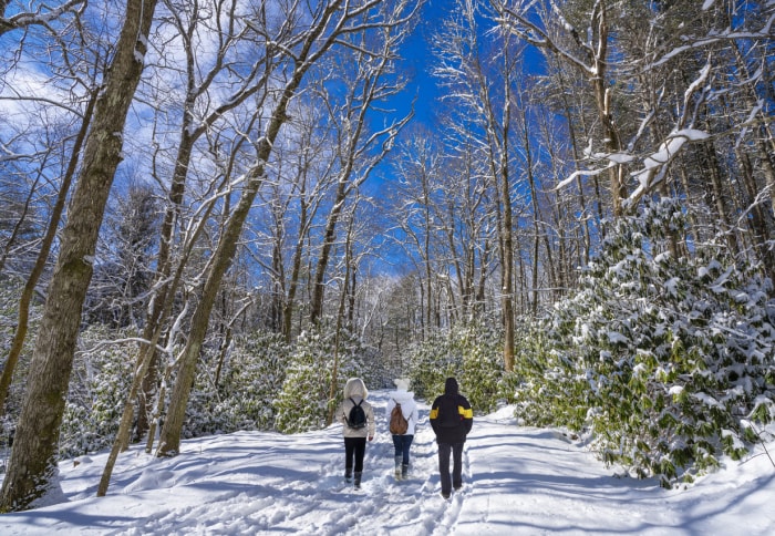 Famille se promenant dans un parc enneigé. Des gens font de la randonnée dans la forêt un matin d'hiver. Moses Cone Memorial Park, Blowing Rock, juste à côté de Blue Ridge Parkway, Caroline du Nord, États-Unis.